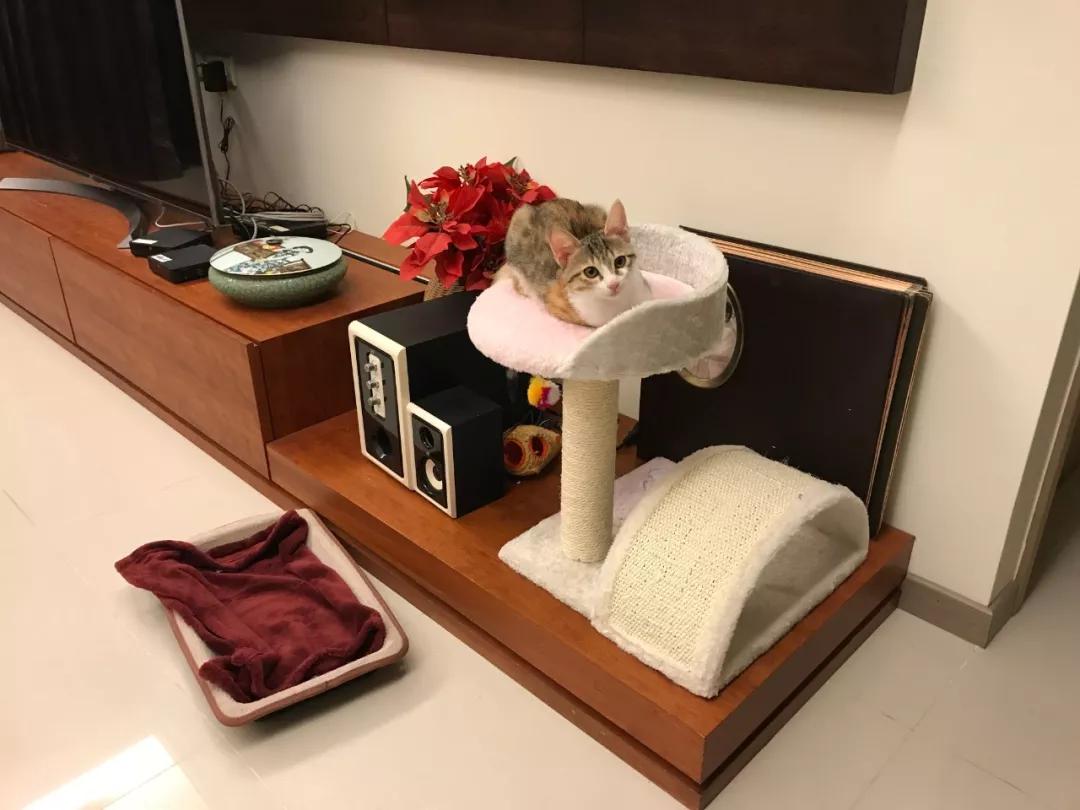 性格最温顺的小猫咪是什么,养一只超凶的小猫咪是什么体验