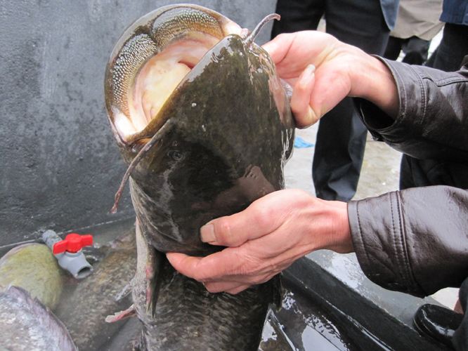 谁说下雨后水混不好钓？方法找对后爆护都不困难