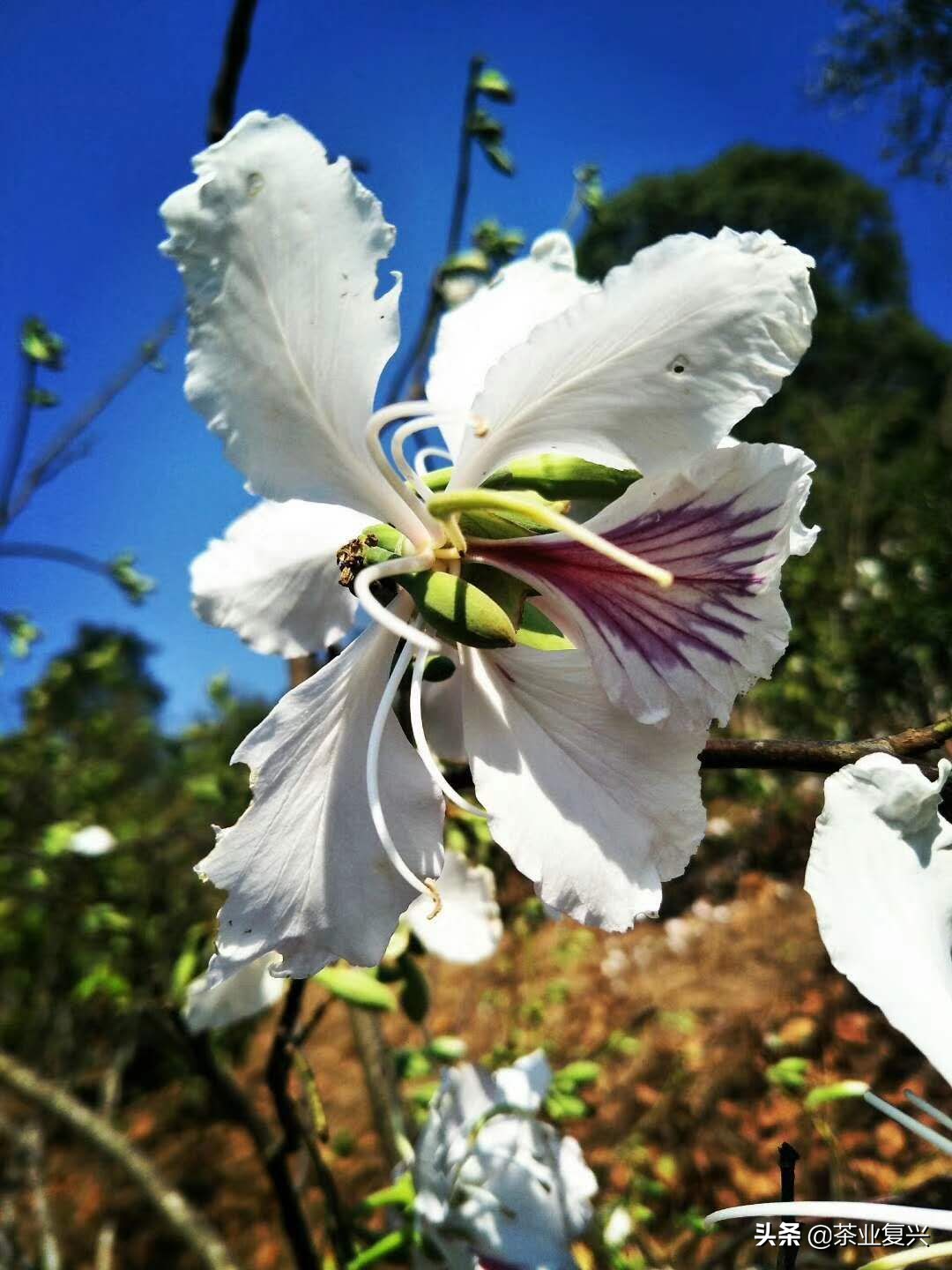 春茶好坏怎么看,春茶品鉴