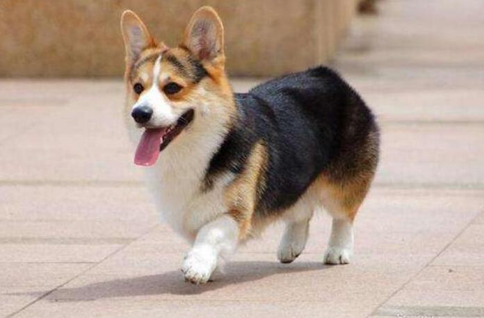 怎么给柯基配餐,如何正确为柯基搭配营养餐