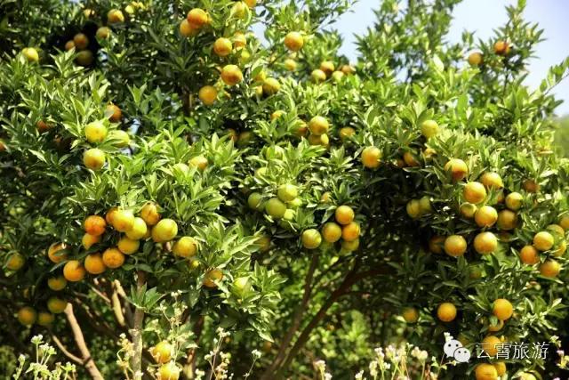 云霄两日一夜游攻略,双节自驾游免费景点