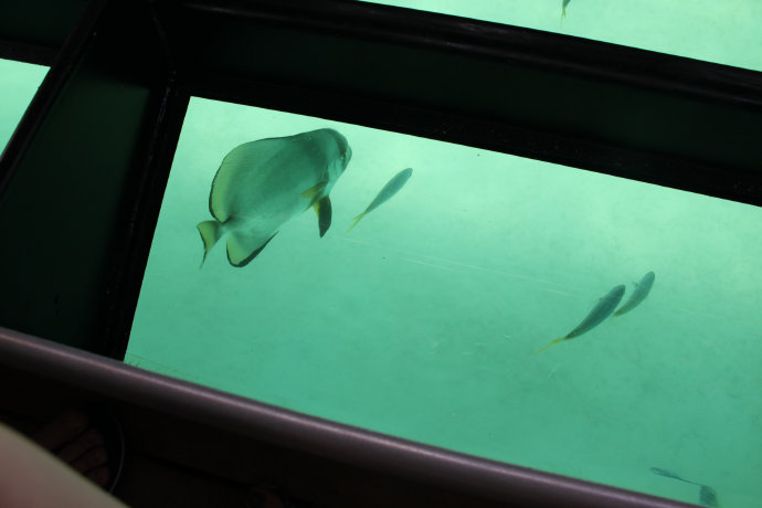 澶у牎绀佺儹姘旂悆,澶у牎绀佹捣娲嬬悆