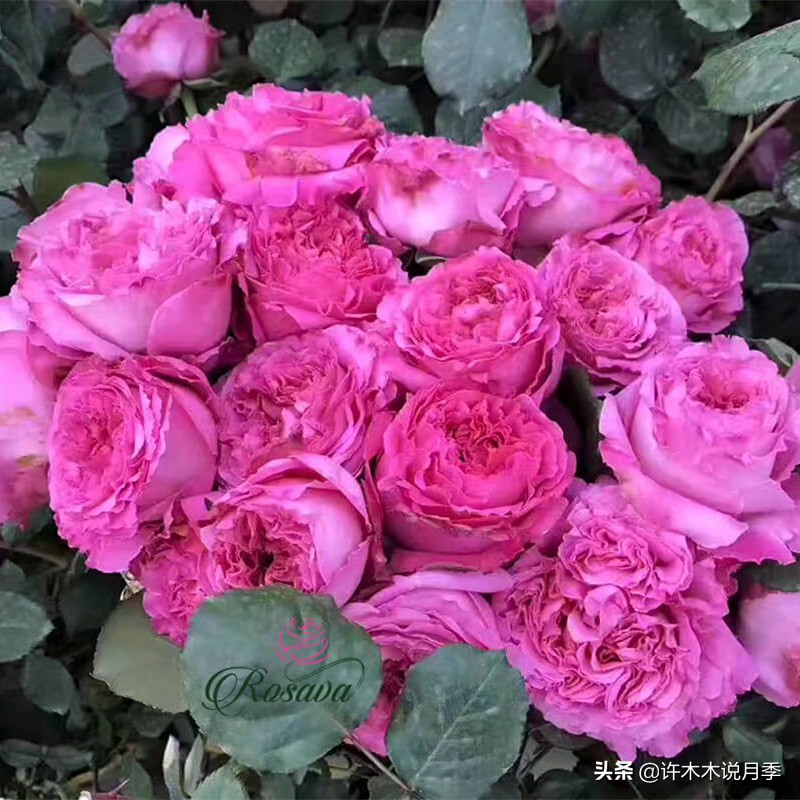 月季叶子掉光变成光杆了怎么回事？用这几招让你的月季满血复活