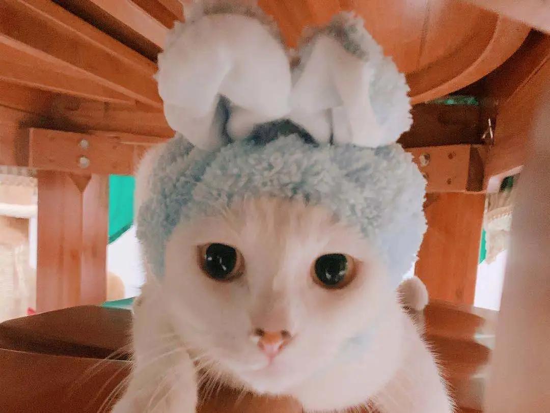 跟着我们猫狗大联盟，你会有喵的！黄阿姨猫咪领养专场