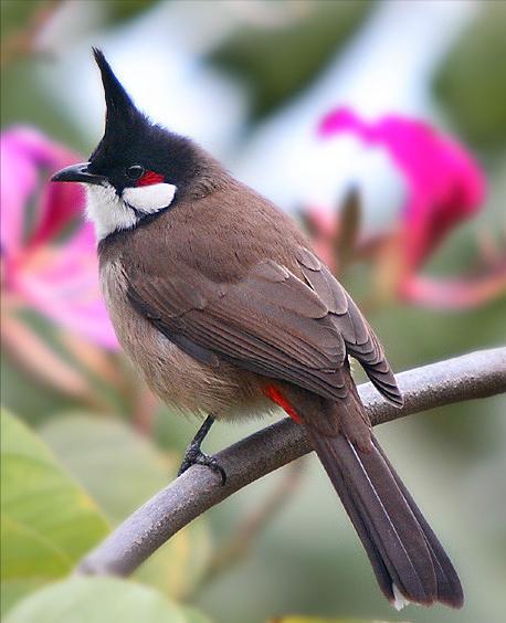 广东常见鸟类图谱和名称图文,东江揽胜鸟类