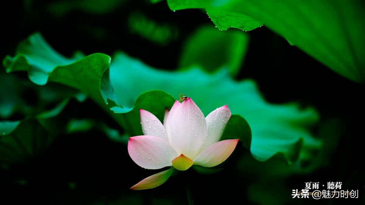 高素质红圈镜头,高画质挂机