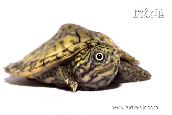 麝香龟虎纹龟图片,虎纹麝香龟跟虎纹泥龟对比