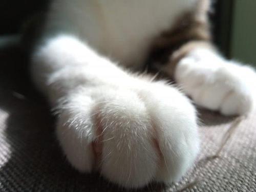 为什么喜欢斯芬克斯猫,斯芬克斯猫亲近人吗