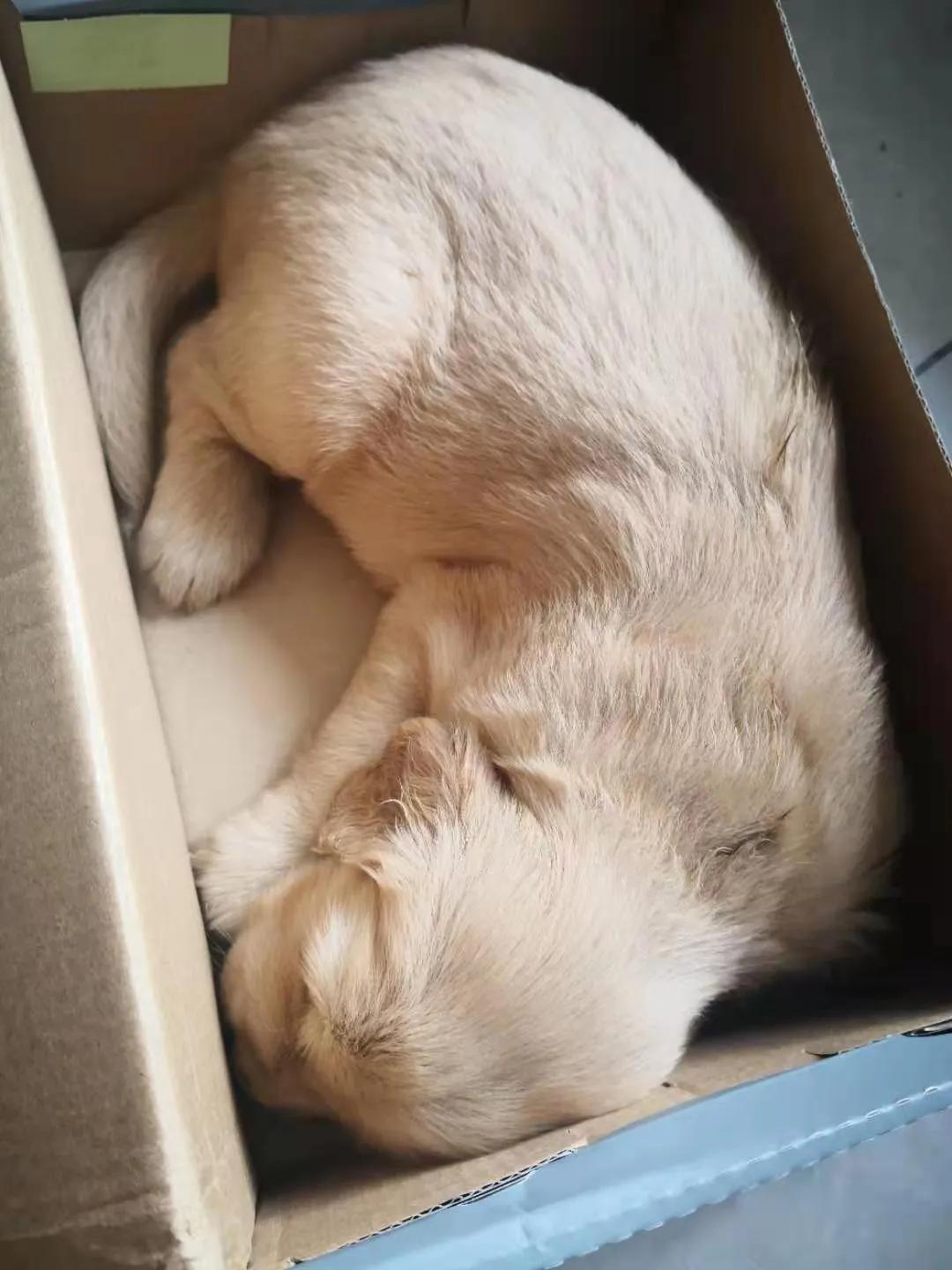 小金毛第一天进家,小金毛刚到新家浑身打颤