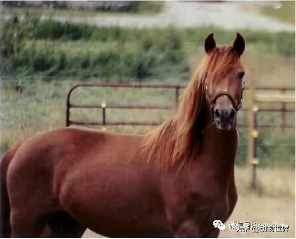 世界最好的十个品种马 (世界上最美丽的10类品种马)