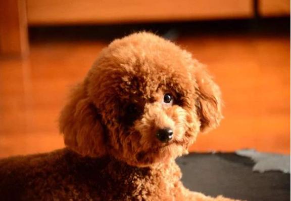 泰迪呕吐白色泡沫,泰迪肠鸣呕吐