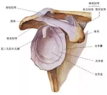 肩关节后伸动作解剖,肩关节的关节囊解剖