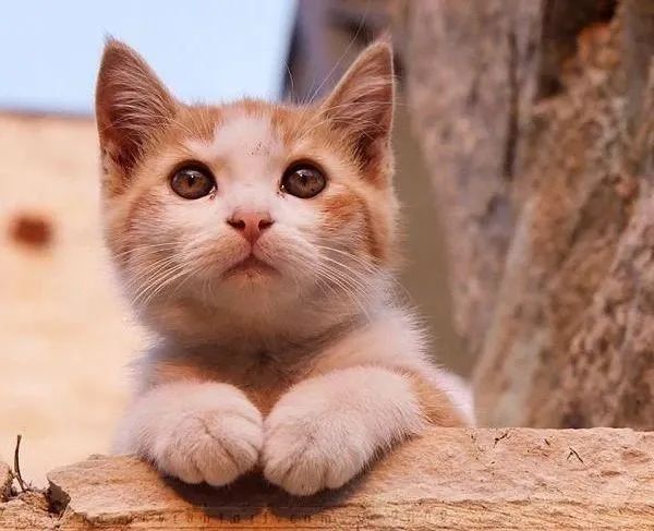 当我觉得养猫很贵时可以养什么猫,不考虑价格新手养什么猫好