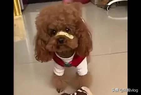 主人嫌狗放屁臭,主人怀疑泰迪放屁