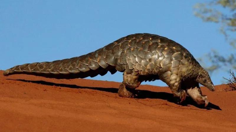 穿山甲除名是真的假的,穿山甲会被除名吗