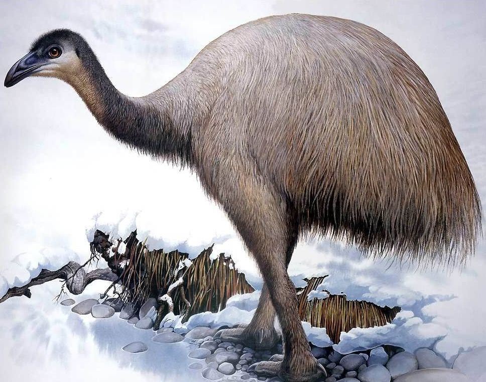 除了恐龙还有哪些已灭绝的生物,史前生物除了恐龙还有什么