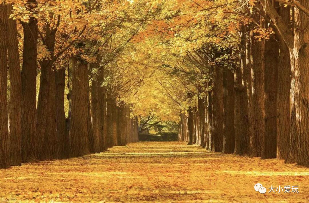 北京红螺寺银杏最佳观赏时间,北京赏银杏景区有哪些
