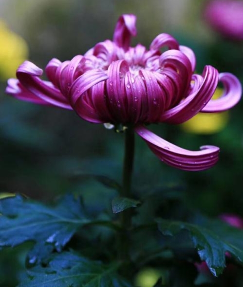 菊情，菊意，菊之气