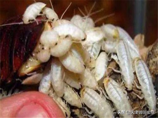 蟑螂卵怎么消灭最彻底最快,家里出现蟑螂以及蟑螂卵怎么消灭