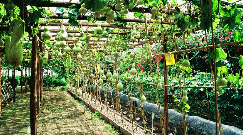 深圳青青世界,广东省深圳市的青青世界