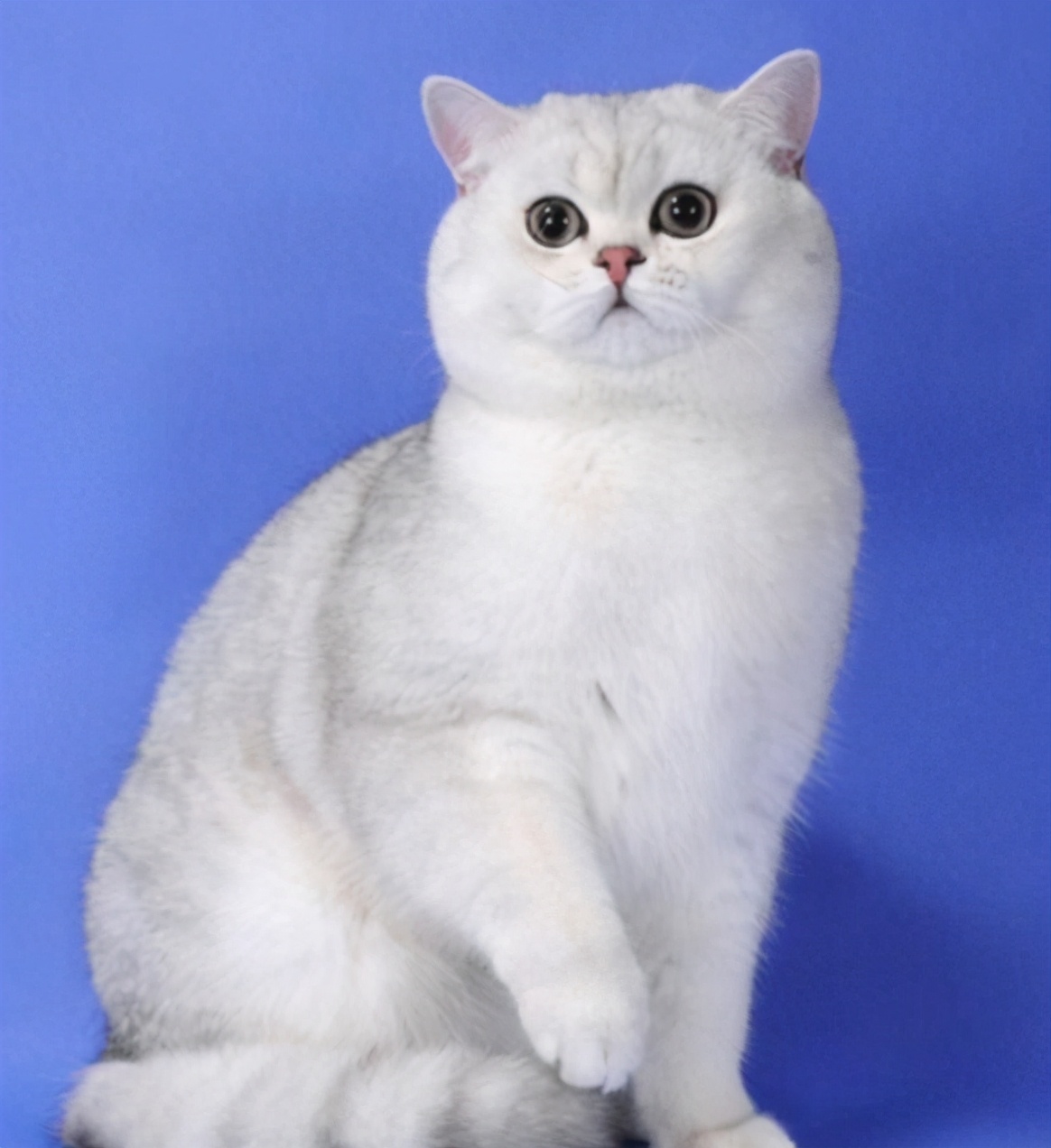 英短繁育表配色准吗,英短配色公式怎么看