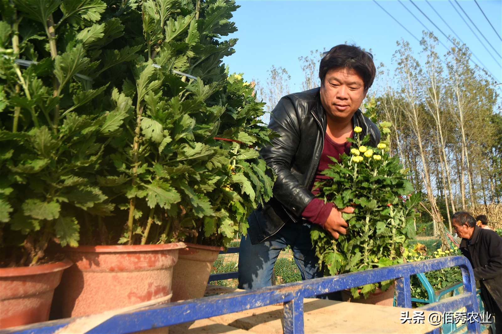金秋十月菊花满城,金秋十月菊花价格