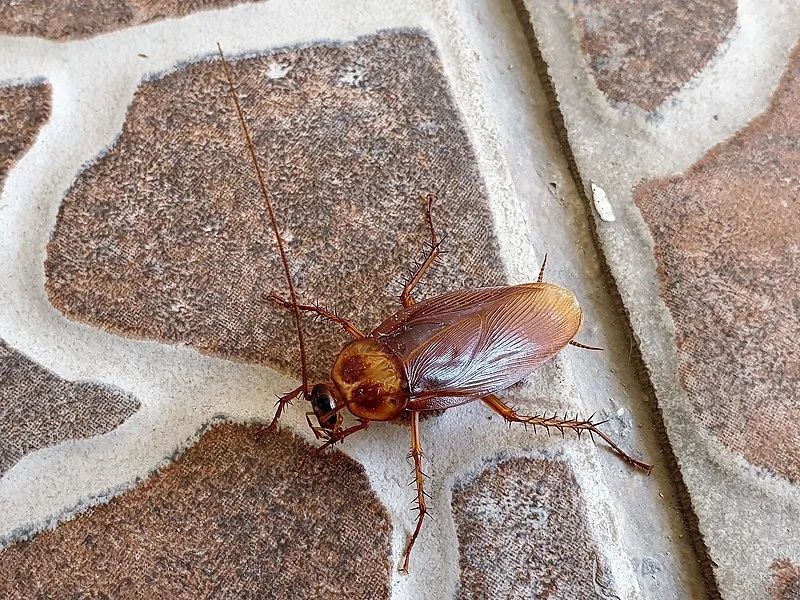 是南方蟑螂大还是北方蟑螂大,比南方蟑螂还有可怕的蟑螂