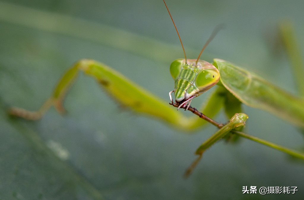 引以为傲的螳螂,勇敢的螳螂