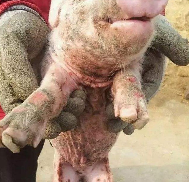 猪场发生口蹄疫后正确的处理方法,猪场口蹄疫该如何有效防控