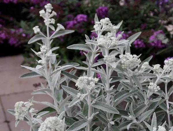 银白色的植物有哪些,草本类观赏植物
