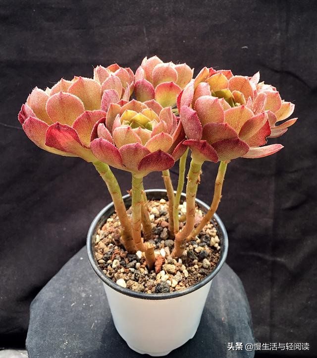 慢生活轻小说免费阅读,慢生活轻阅读