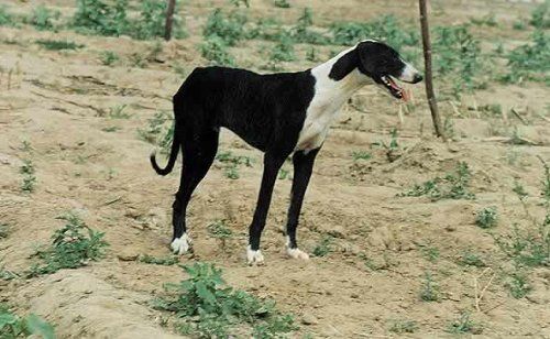 灵缇细狗雪地撵兔视频,意大利小灵缇犬撵兔视频