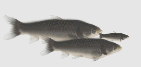 钓上来的鱼全身寄生虫,野钓鱼长寄生虫