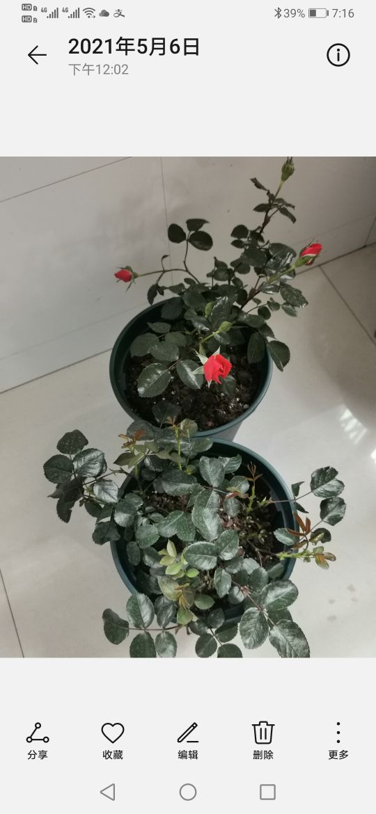 优秀月季品种推荐,正宗佛罗伦蒂娜月季