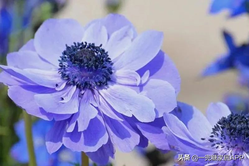 春天花会开|这20家植物淘宝店，植物杀手看了也想买！