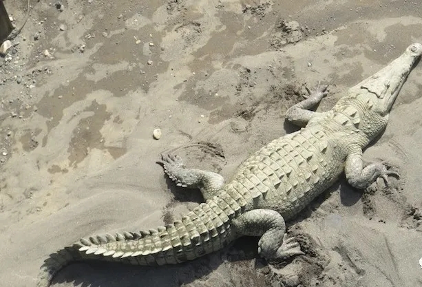 蛇类的寿命一般是多久呢,蟒蛇可以活多少年