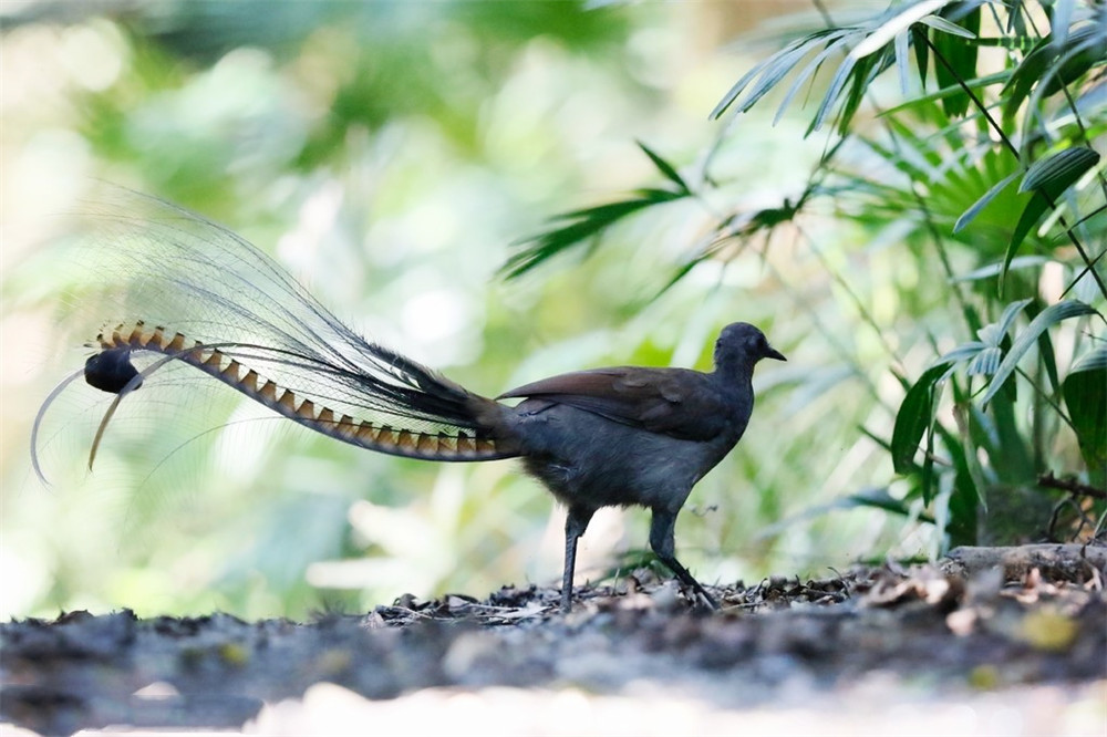 热带雨林最可怕会飞的鸟,山里常见的尾巴很长的鸟