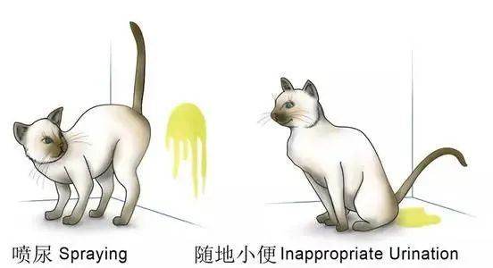 猫宫庄园如何选择适合猫咪的猫砂,猫咪又尿床又尿沙发该怎么教训