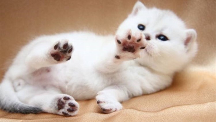 当猫咪看着你的时候在想什么,当猫咪出现这6种表现