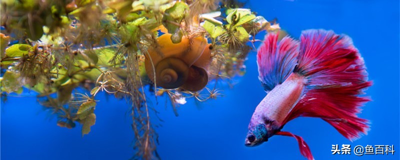 泰国斗鱼繁殖后小鱼怎么养,泰国斗鱼生小鱼