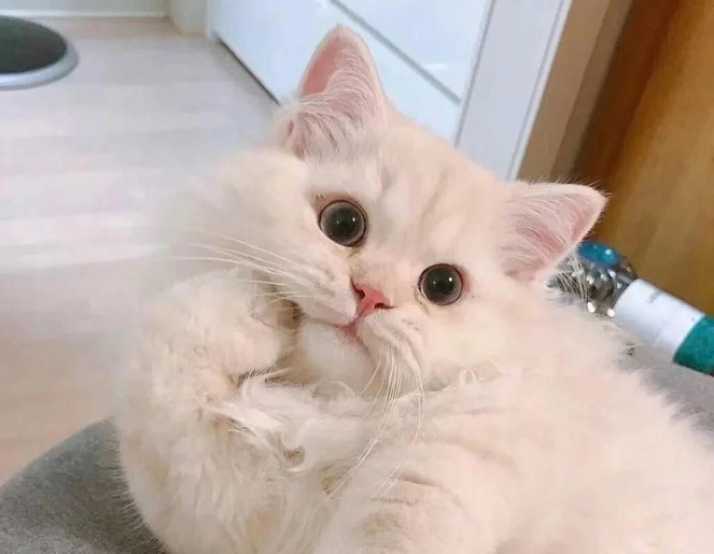 加菲猫眼睛流泪多,加菲猫眼睛为什么发红