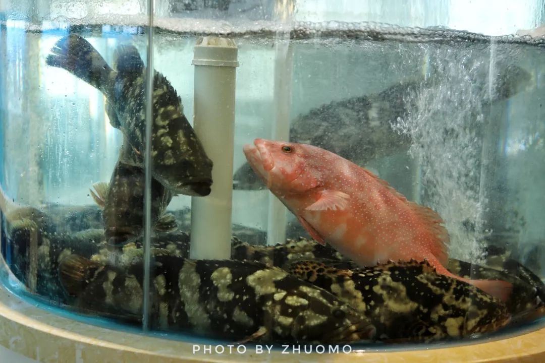 老虎斑好不好吃,金汤涮火锅好吃么