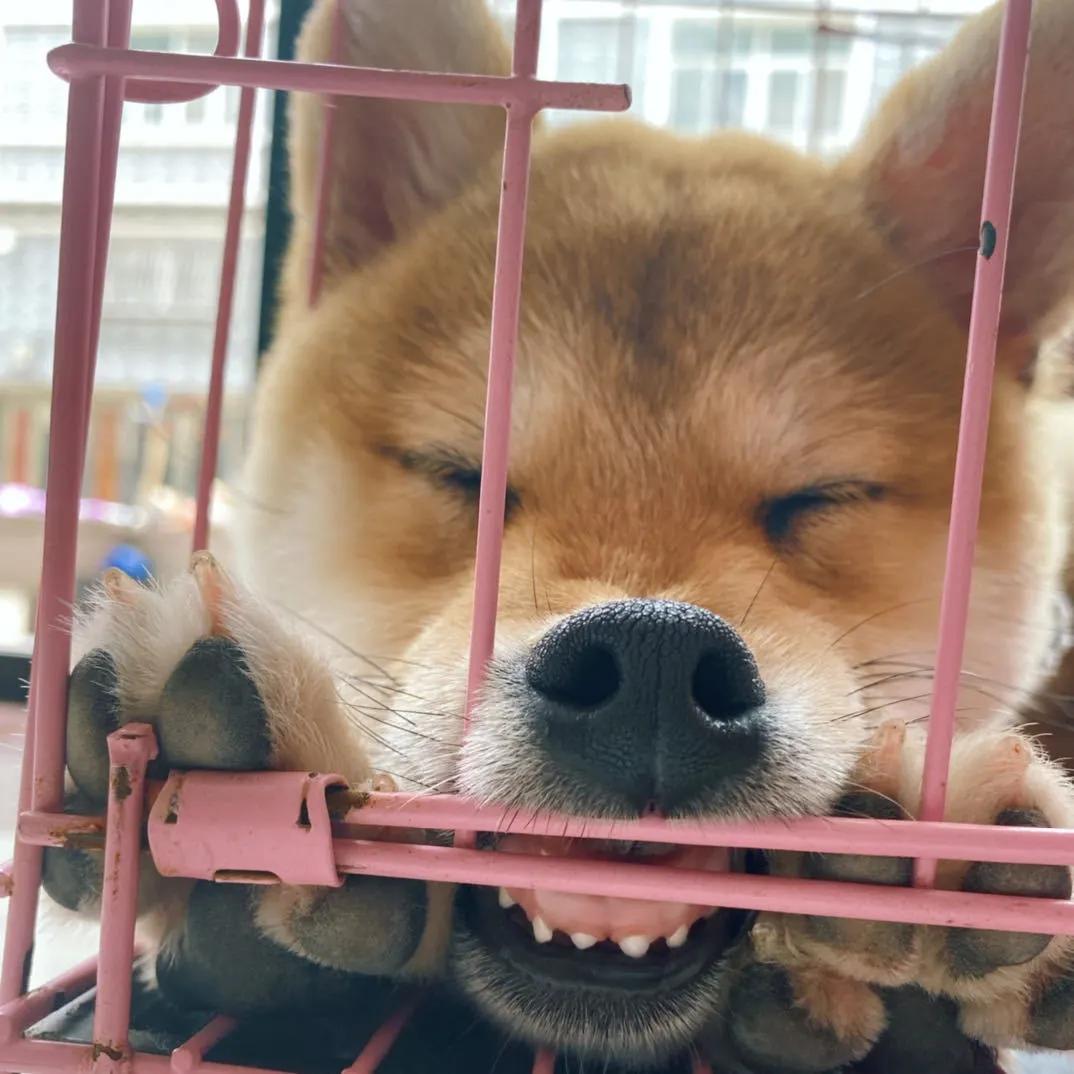 模仿狗狗睡姿,分享下你家狗子的睡姿