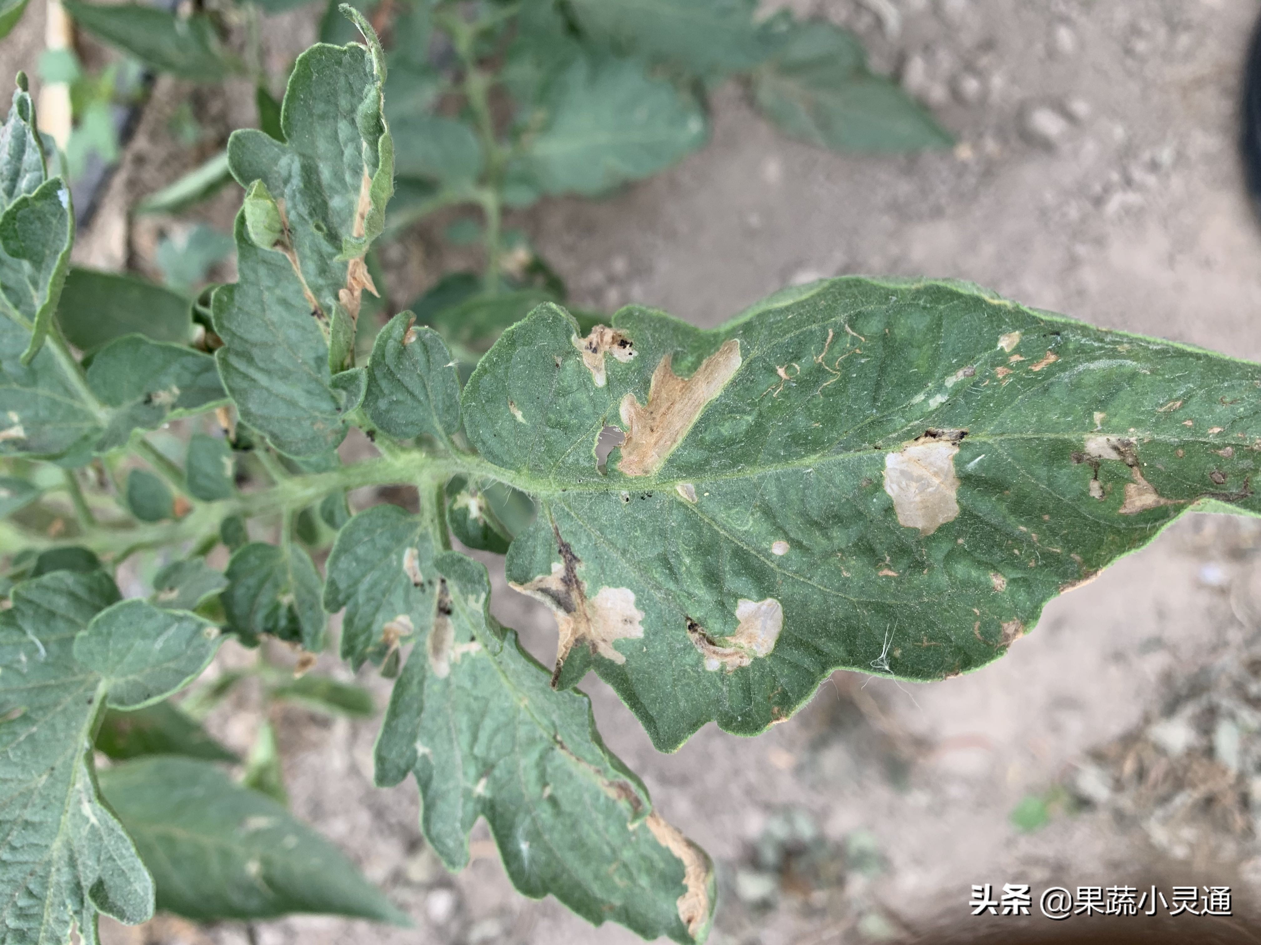 番茄潜叶蛾危害症状图,番茄叶片有黑斑是什么病