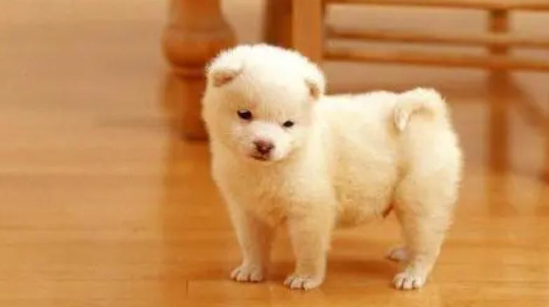 幼犬两天不排便是怎么回事,幼犬一天没排便正常吗