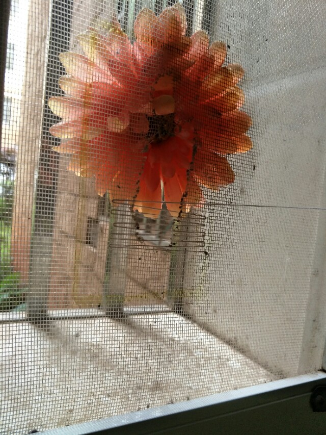 纱窗破了个小洞怎么办？不用换新的，一分钟教会您修补纱窗破洞。