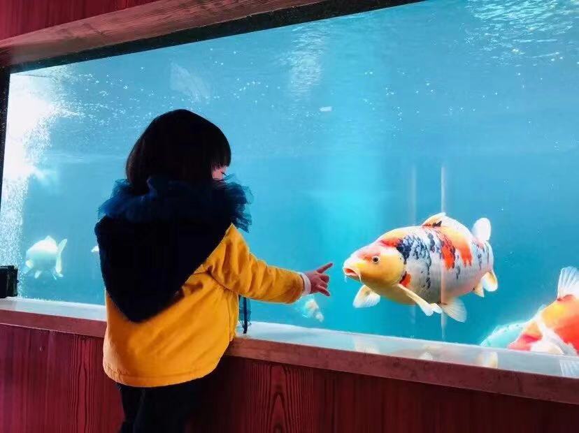 鱼缸养锦鲤鱼技术大全,缸养小锦鲤鱼的基本方法