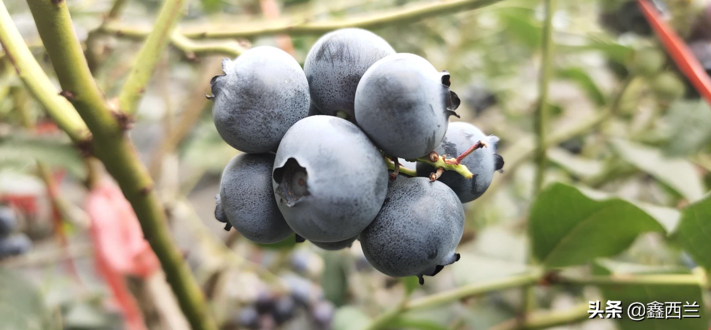 农产品品牌打造的思路与方法,农产品爆款技巧