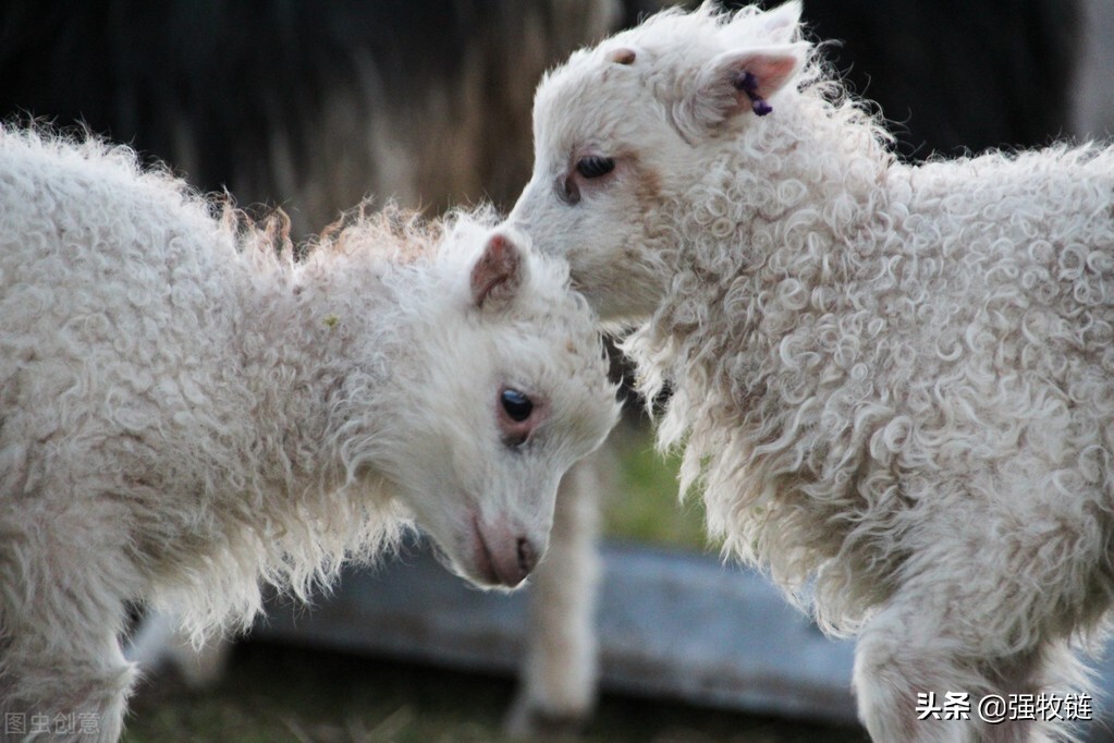 羊拉稀怎么办怎样快速解决,羊拉稀腹泻土霉素能治吗