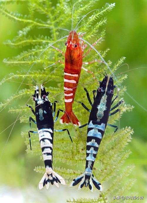 观赏虾好养耐活,养观赏虾的基本知识